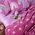 Κουβέρτα Παιδική Fleece Rainbow Mood 160x220 Nef Nef Homeware